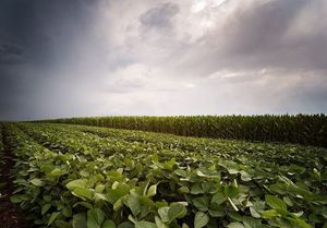 Soybean field with dark sky