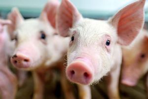 Two Piglets Looking at Camera