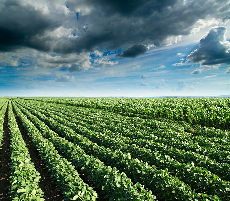 Soybean field with dark clouds overhead and blue sky in the distance