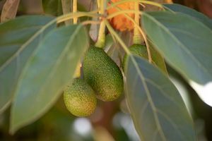 Avocados on tree