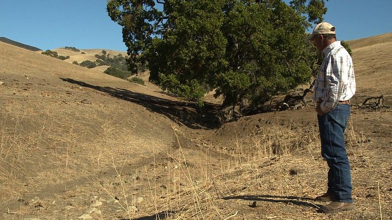 Drought damage on Walnut Creek Ranch in CA
