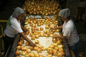 Workers processing vidalia onions on a conveyor belt