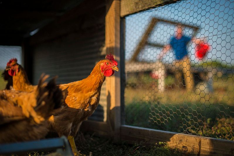 Backyard chicken coop with family in background