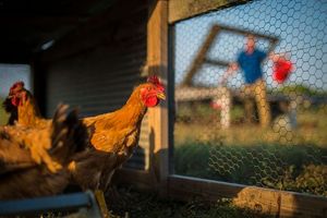 Backyard chicken coop with family in background