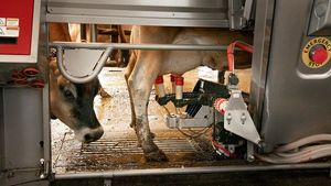 Jersey Cows on a Dairy Farm milking