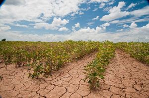 Soybeans show the effect of the drought near Navasota, TX