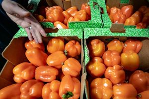 Fresh orange peppers in crates