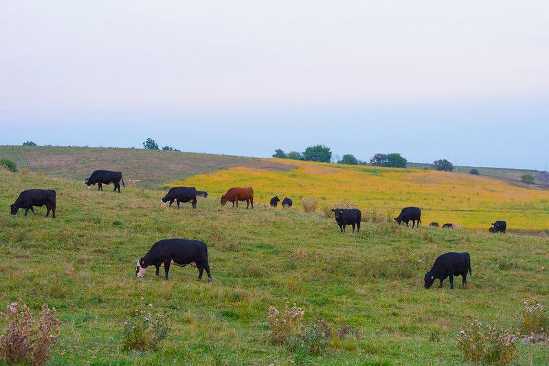 Cattle graze in a field outside of North English, Iowa, Sept. 13, 2017. USDA Photo by Preston Keres