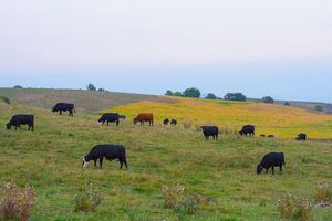 Cattle graze in a field outside of North English, Iowa, Sept. 13, 2017. USDA Photo by Preston Keres