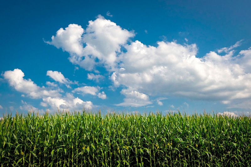 Corn field n scenic in Laytonsville, Md., July 11, 2021.