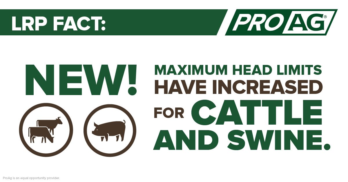 Infographic Livestock Risk Protection Brings Stability to Livestock