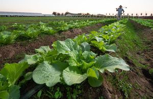 Lettuce field