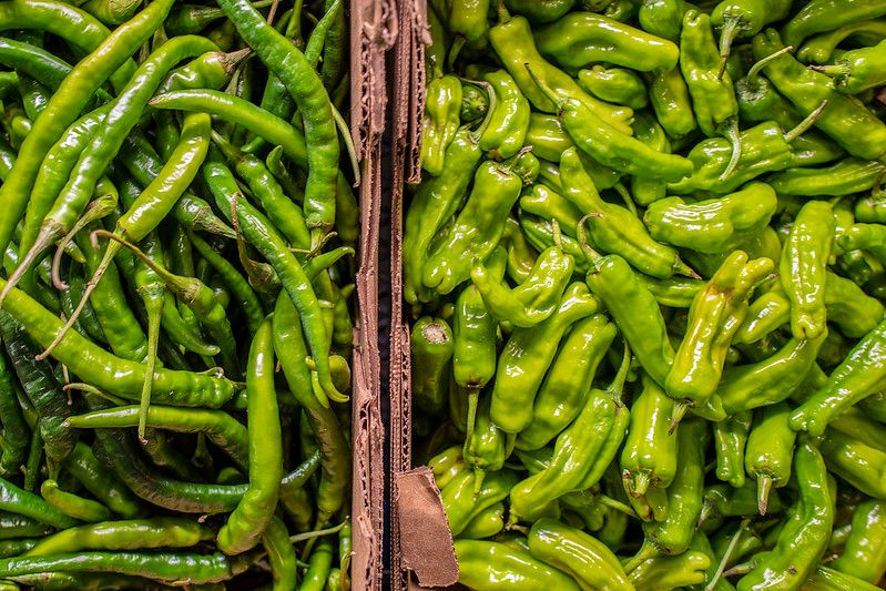 Chili peppers sorted for inspection