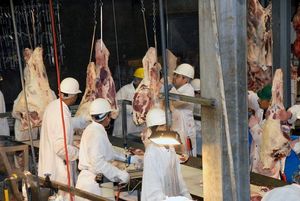 Workers at a beef slaughterhouse dissect, sort and separate beef parts.