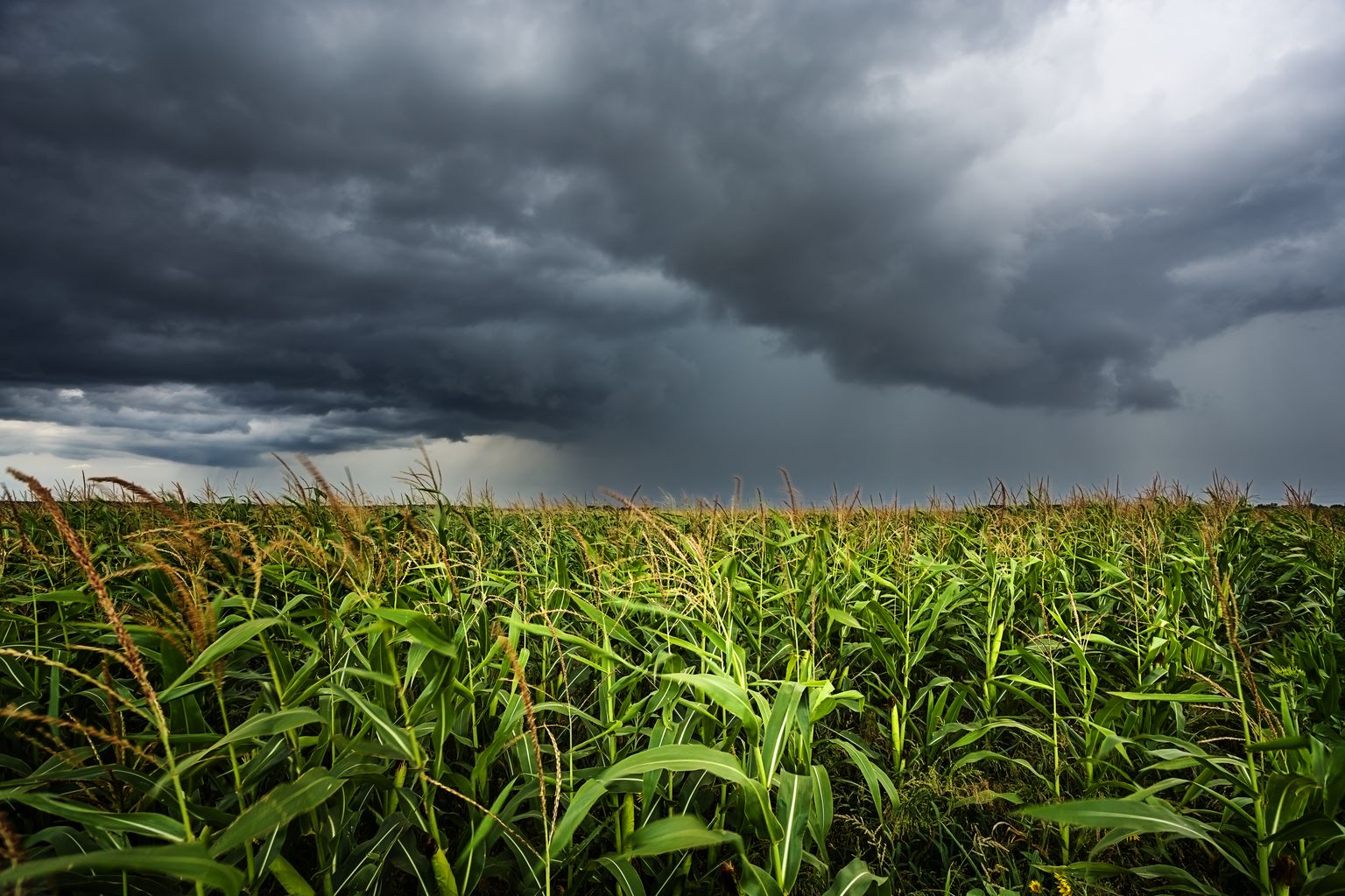 Crop Hail Insurance ProAg