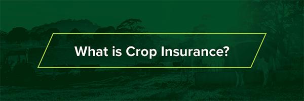 What is Crop Insurance?