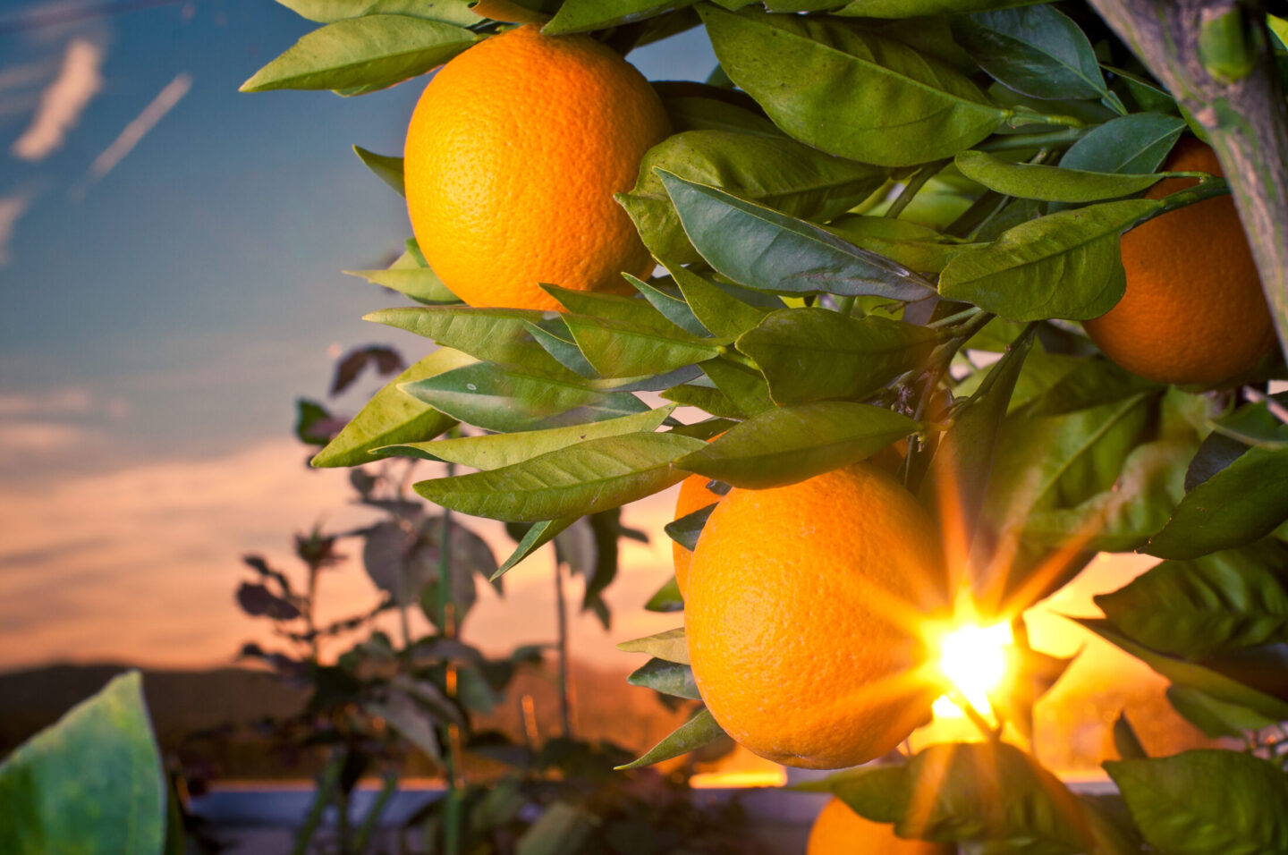 Valencia oranges