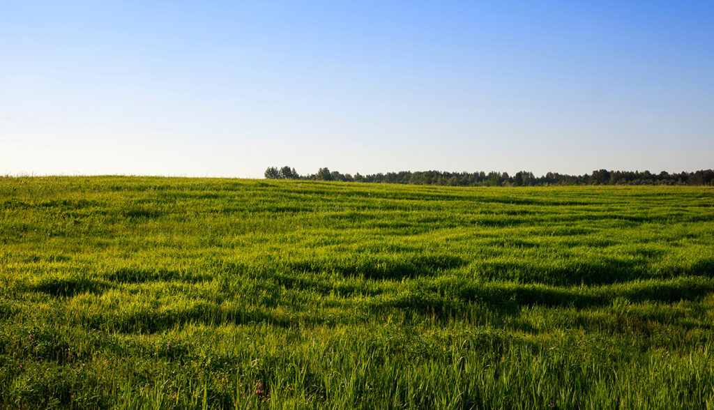 green grass farmland in under a blue sky