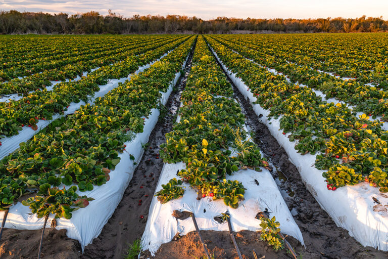 Red ripe strawberry plants in California with protective sheeting