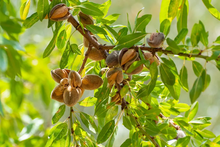 ProAg Crop Insurance explains California Tree Nut coverage