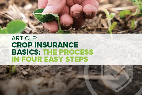 Crop Insurance Basics: The Process in Four Easy Steps