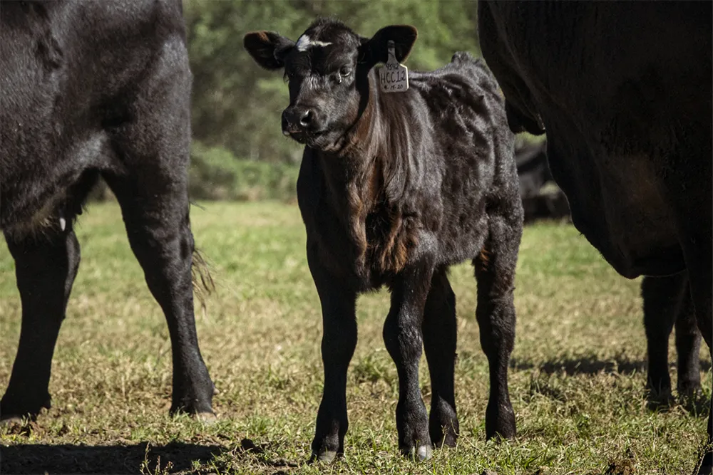 Black Angus Calf with ear tag